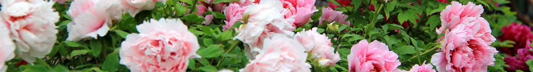 �������������ŷ���