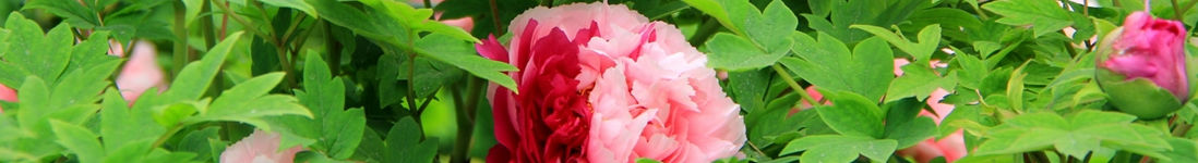 �Ͼ����������ŷ���