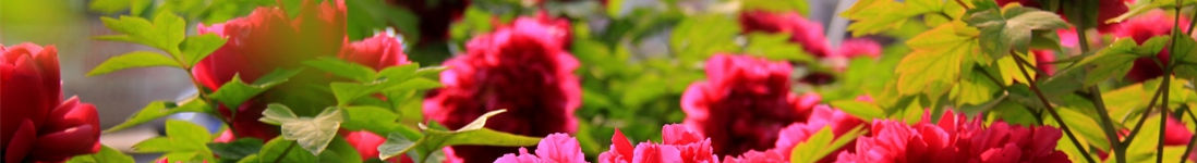 ��Ъ���Ű�̨